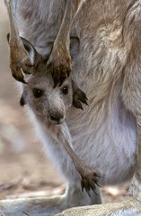 Junger grauer Kängaroo im Osten in der weiblichen Tasche