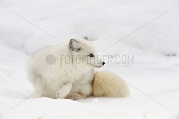 Arktischer Fuchs im Schnee im Januar