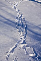Tracks of White-tailed Deer in the snow Quebec Canada
