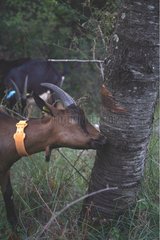 Goat gnawing the trunk of a tree France