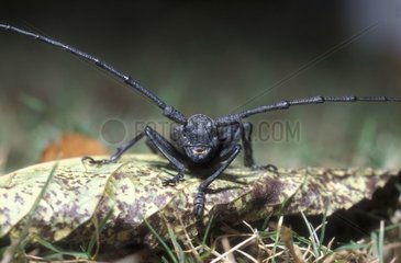 Langhörner Käfer auf einem Blatt auf dem Boden Frankreich