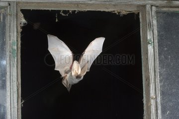 Alpine long-eared bat flying Austria