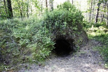 Entry of a den of Brown bear Finland