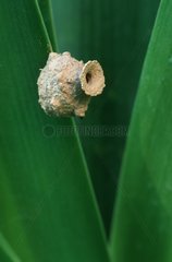 Nest of Potter Wasp on leaf Spain