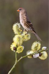 Lesser redpoll standing on a branch of willow Great Britain