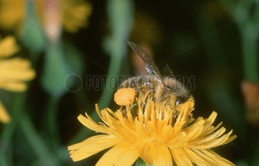 Domestic bee gathering nectar posed on a yellow flower