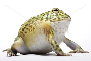 African Bullfrog in studio