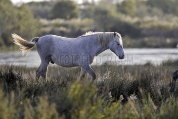 Camarguais horse in the marsh Camargue France
