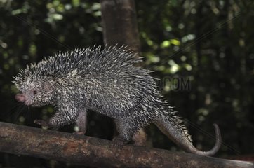 Brazilian Porcupine on a branch French Guiana