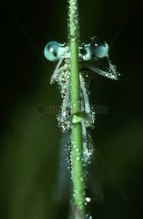 White-legged damselfly covered of dew is cleaning his eyes
