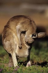Femelle Kangourou gris de l'est et sont petit Australie