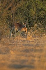 Kangourou roux mâle regardant l'objectif Australie