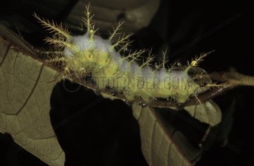 Moth caterpillar French Guiana