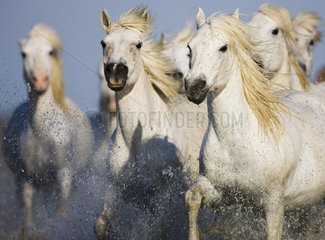 White Camargue horses running in swamp Camargue France