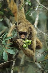 Spider monkey eating in atlantic forest of Brazil