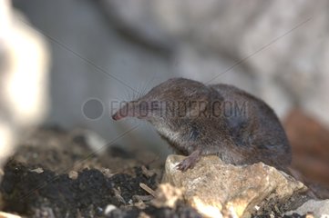 Pygmy shrew on a stone