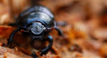 Beetle moving on a carpet of humus in the woods