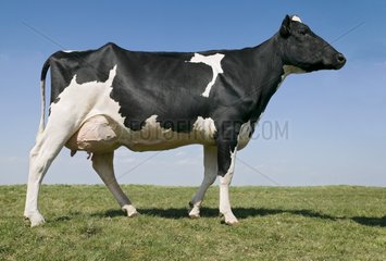 Prim'Holstein cow in a meadow France