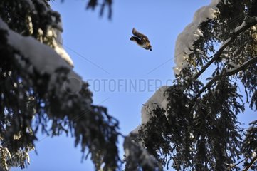 Red squirrel leaping from branch to branch Valais Switzerland