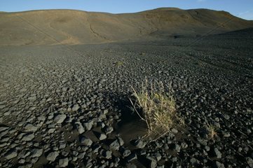 Végétation dans un désert de sable et de cailloux Islande