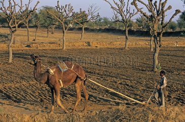 Farmer ploughing a field with a Dromadery Shekewati India