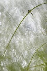 White-faced Dragonfly flying in a bog France