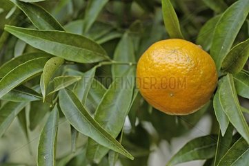 Mandarine sur l'arbre à Menton en février
