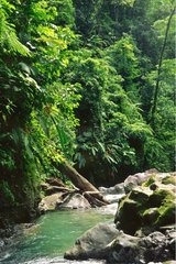 Fortuna River und tropischer Wald Costa Rica