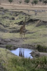 Giraffe near a watering place Tanzania