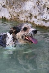 Portrait of a dog swimming in the river France