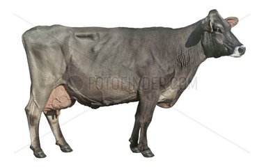 Brune Kuh im Studio Frankreich