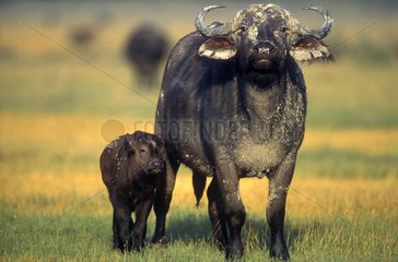 Cape Buffalo adult and young in savanna Kenya