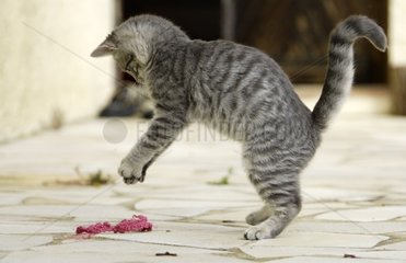 Jeune chat jouant avec un morceau de tissus