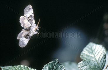 Papillon de nuit en vol