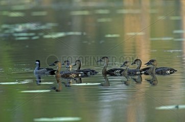 Group of Wandering whistling duck floating on a large lake