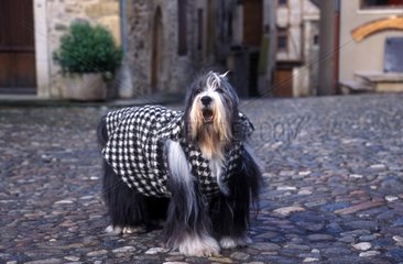 Bearded collie dressed France