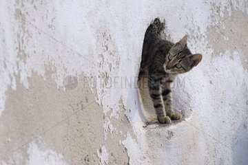 Domestic Cat looks out of a wall Cyclades islands Greece