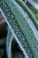 Kristalle des weißen Frosts auf der Oberfläche eines Grasbits Frankreich