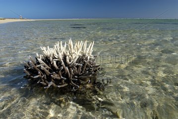 Branchy coral emerging at low tide New Caledonia
