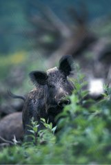 Wild boar running towards the objective in temperate forest