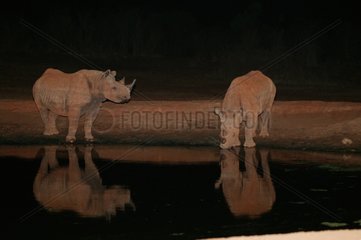Rhinocéros noir de l'Est et son jeune au point d'eau Ngulia