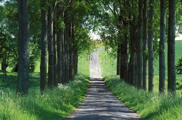 Route de Seine-et-Marne bordée d'arbres