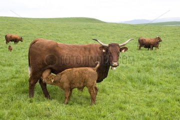 Salers cow and its calf in pre Cantal