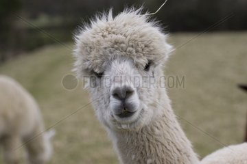 Portrait of an Alpaca Cotswolds UK
