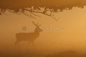 Stag Red deer in the light of the rising sun Great Britain