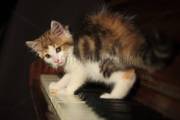 Frightened kitten on a piano