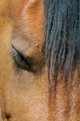 Head of a horse Aubrac Lozere France