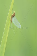Young Mayfly on a grass in a lawn limestone Jura