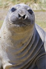 Portrait of a Northern elephant seal Falkland Islands