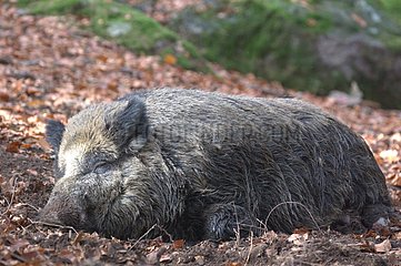 Wild boar sleeping in its sludge